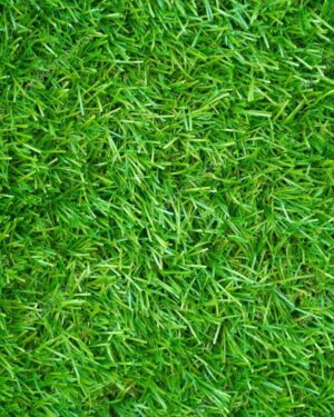 Fresh Green